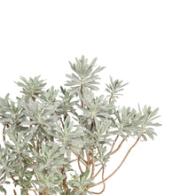 Artemisia stelleriana - Silver Brocade