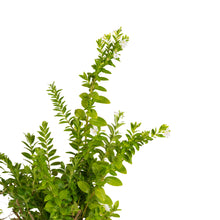 Cuphea hyssopifolia White - Ornamental Flowering Plants