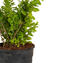 Cuphea hyssopifolia White - Ornamental Flowering Plants