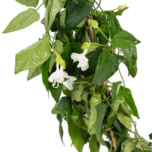 Thunbergia White - Creepers & Climbers