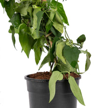 Thunbergia White - Creepers & Climbers