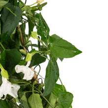 Thunbergia White - Creepers & Climbers