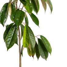 Milk Fruit/Chrysophyllum cainito - Exotic Fruit Plants