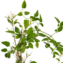 Clematis gourian - Creepers & Climbers