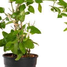 Clematis gourian - Creepers & Climbers