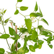 Clematis gourian - Creepers & Climbers