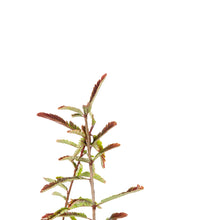 Red Amla (Grafted)- Fruit Plants