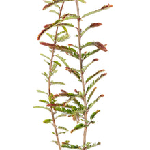 Red Amla (Grafted)- Fruit Plants