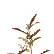 Red Amla (Grafted)- Fruit Plants