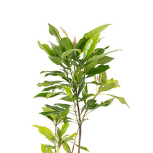 Clove/Lavang Plant - Spices