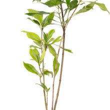 Clove/Lavang Plant - Spices