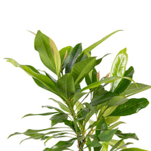 Clove/Lavang Plant - Spices