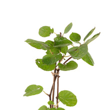 Kiwi Fruit (Grafted)