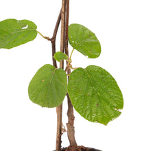 Kiwi Fruit (Grafted)