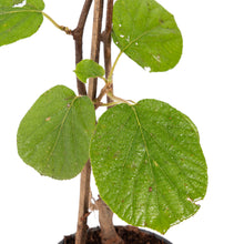 Kiwi Fruit (Grafted)