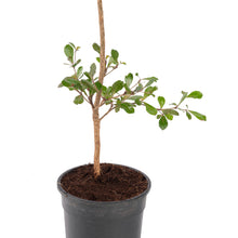 Terminalia Mantaly Green - Avenue Trees