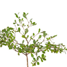 Terminalia Mantaly Green - Avenue Trees