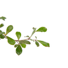 Terminalia Mantaly Green - Avenue Trees