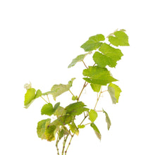 Black Grapes (Hybrid) - Fruit Plants & Tree