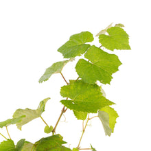 Black Grapes (Hybrid) - Fruit Plants & Tree