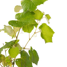 Black Grapes (Hybrid) - Fruit Plants & Tree