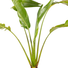 Traveller Palm - Palms