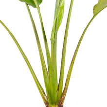 Traveller Palm - Palms