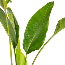 Traveller Palm - Palms