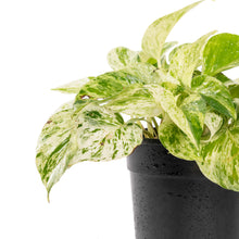 Marble Queen Money Plant - Indoor Plants