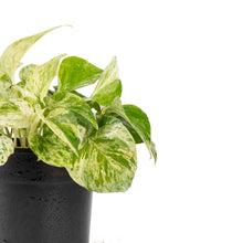 Marble Queen Money Plant - Indoor Plants