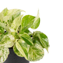 Marble Queen Money Plant - Indoor Plants