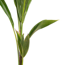 Malaysian coconut (dwarf) variety- Fruits plants & Tree