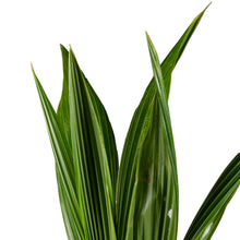 Malaysian coconut (dwarf) variety- Fruits plants & Tree