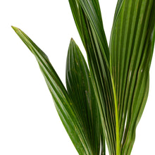 Malaysian coconut (dwarf) variety- Fruits plants & Tree