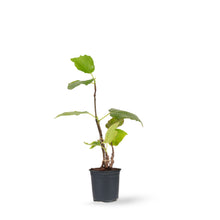 Fig Puna/Anjeer- Fruit Plants & Tree