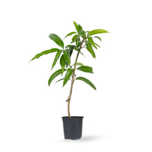 Golden Nam Dok Mai Mango (Grafted) Semi Dwarf - Fruit Plants