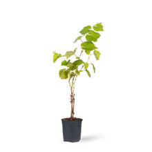 Black Grapes (Hybrid) - Fruit Plants & Tree