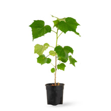 Hibiscus mutabilis/Cotton Rose - Flowering Plants