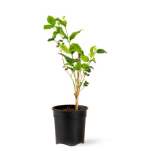 Jasmine sambac - Flowering Shrubs