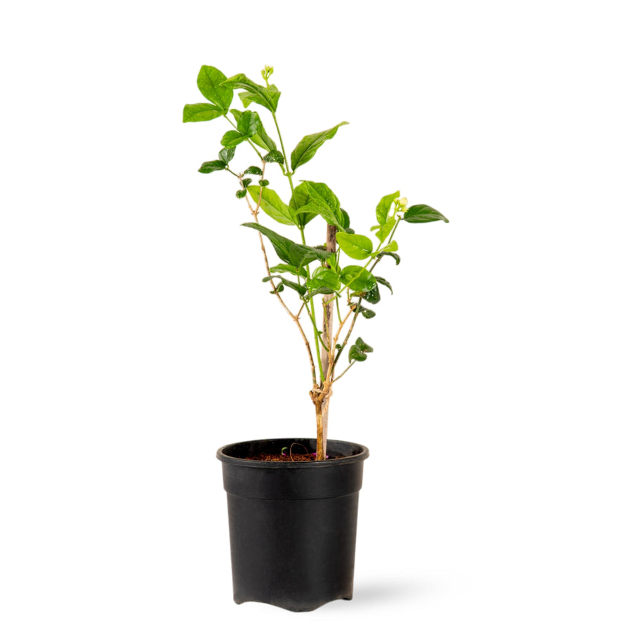 Jasmine sambac - Flowering Shrubs– Exotic Flora