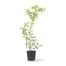 Lemon Balaji - Fruit Plants & Tree