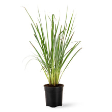 Citronella grass - Herbs & Kitchen Plants