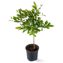 Miracle Fruit - Fruit Plants & Tree