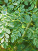 Moringa Plant - Medicinal Plant