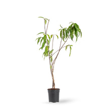 Peach (Grafted)- Fruit Plants & Tree