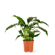 Peace Lily/Spathiphyllum Macrophyllum - Indoor Air-Purifying