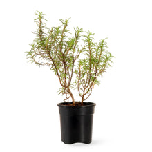 Rosemary Plant - Herbs