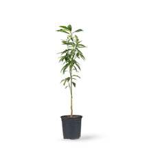 Sweet Lemon / Kumquat(Grafted) - Fruit Plants & Tree
