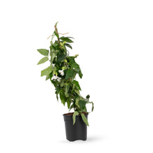 Thunbergia White - Creepers & Climbers