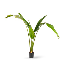 Traveller Palm - Palms